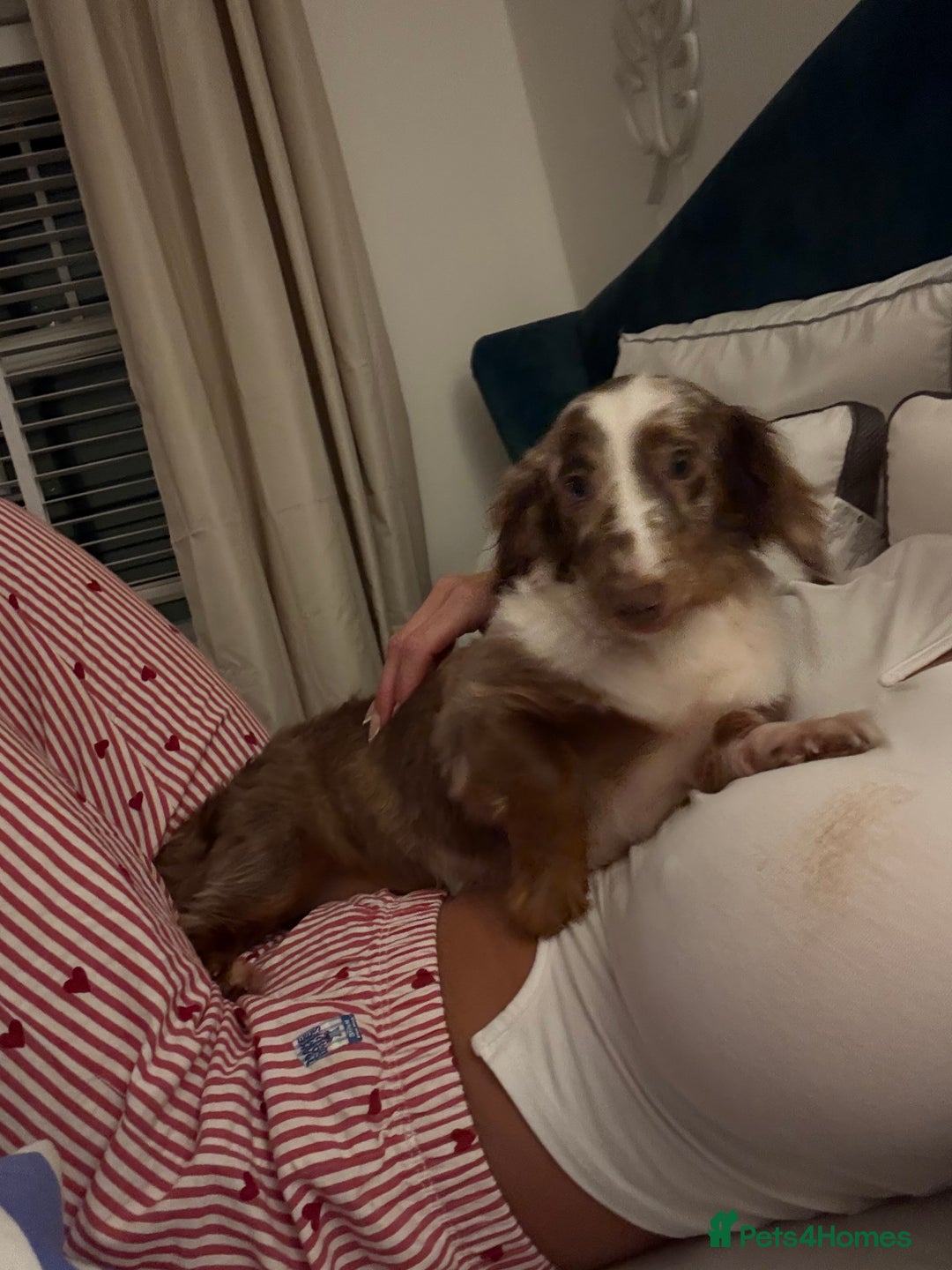 Miniature Dachshund dogs for sale: Puddles 7 month old miniature Dachshund Girl 💖 - Advert 6