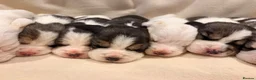 Beagle dogs for sale: 🐾 STUNNING KC REGISTERED BEAGLE PUPPIES 🐾 - Advert 1