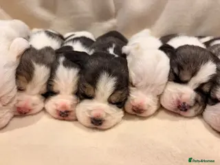 Beagle dogs 🐾 STUNNING KC REGISTERED BEAGLE PUPPIES 🐾 - Advert 2