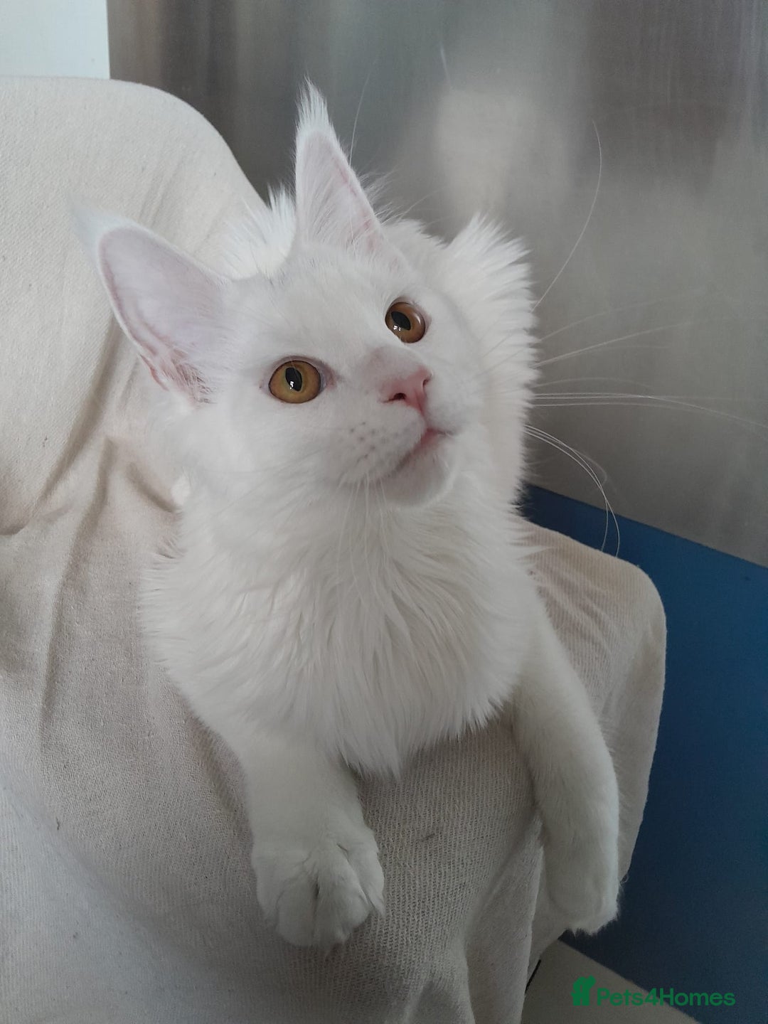 Maine Coon cats for sale: Solid white MaineCoon girl TICA - Advert 21