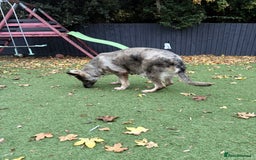 German Shepherd dogs for sale: Retirement home wanted for this lovely Gsd  - Image 7
