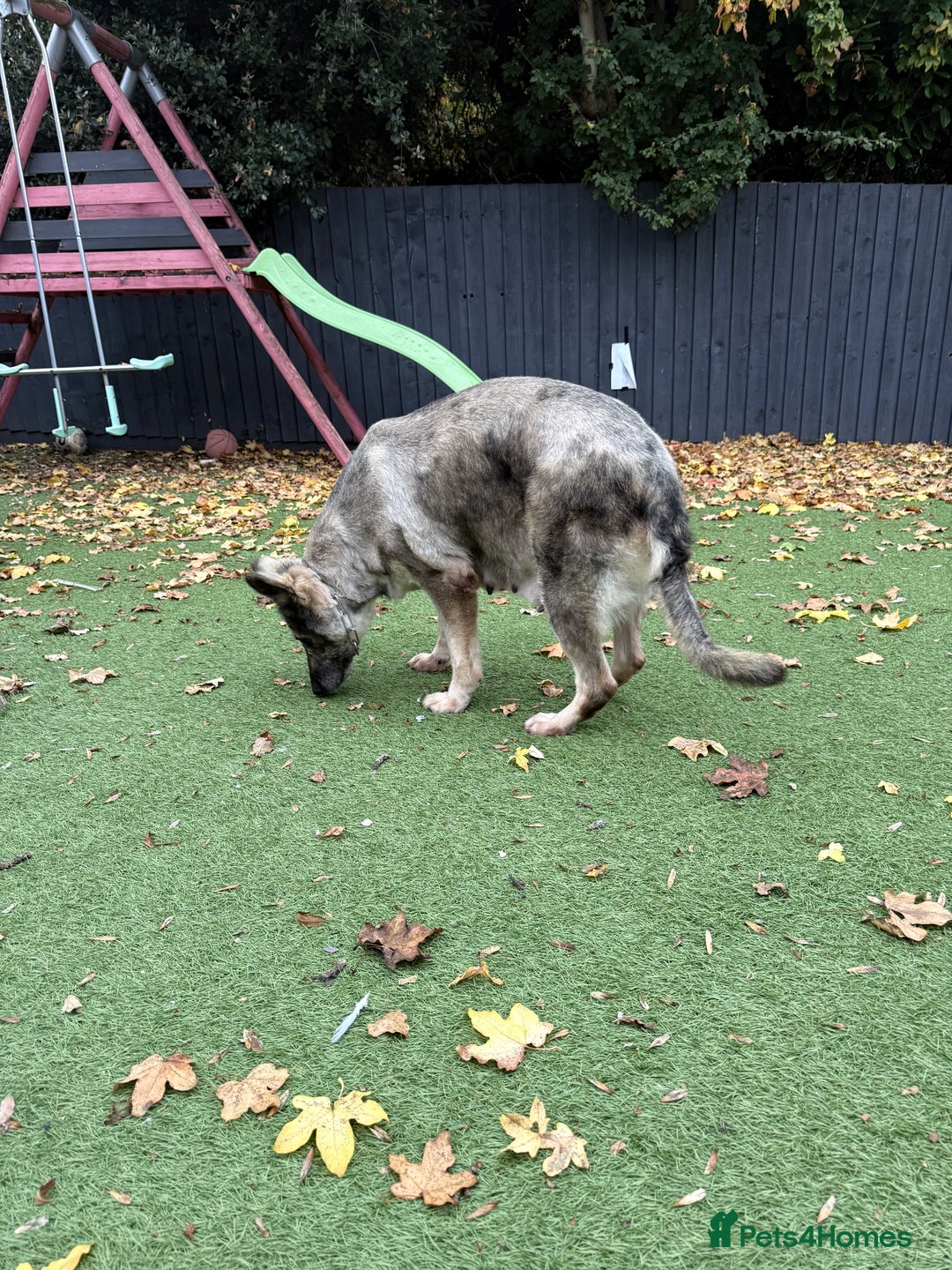 German Shepherd dogs for sale: Retirement home wanted for this lovely Gsd  - Image 7