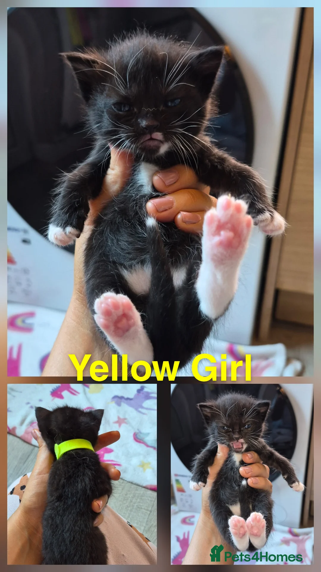 Mixed Breed cats for sale: Beautiful kittens  - Advert 11