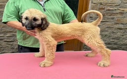 Afghan Hound dogs for sale: Afghan Hound Litter  - Image 1