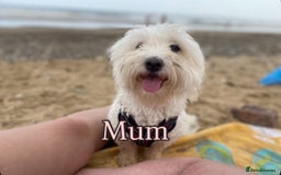 Coton De Tulear dogs for sale: Coton de Tulear puppies  - Image 26