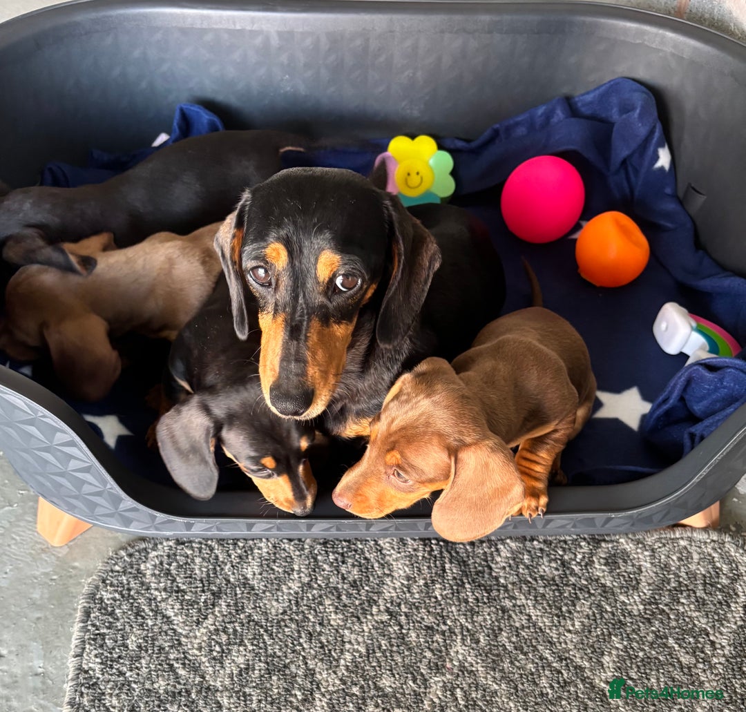 Dachshund dogs for sale: KC PRA Miniature smooth hair dachshund puppies  - Image 16