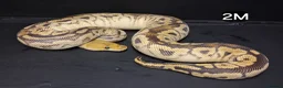 Python Snake reptiles for sale: Royal Pythons Males - Advert 6