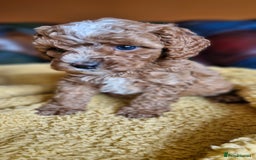 Cavapoo dogs for sale: Gorgeous f1b Cavapoo puppys.Health tested parents  - Image 8