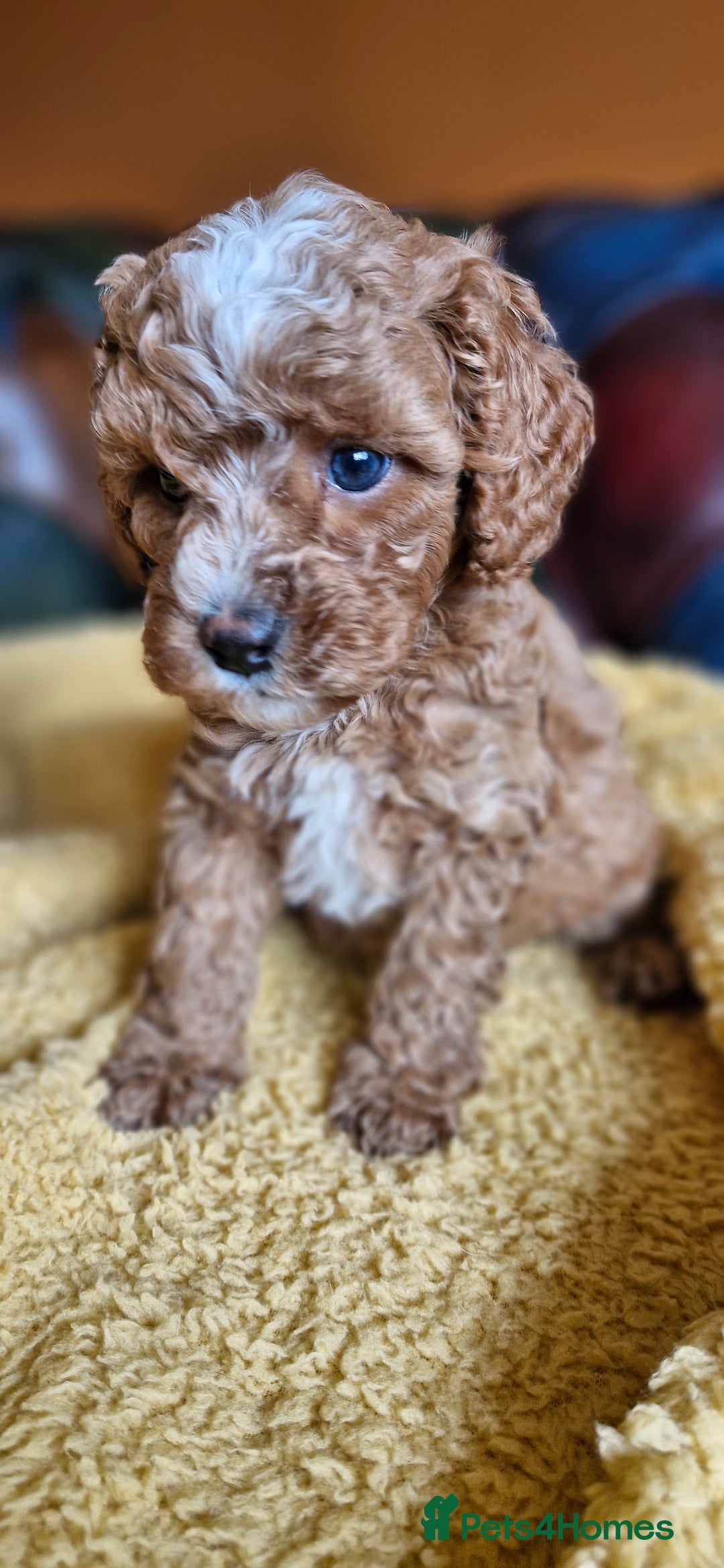 Cavapoo dogs for sale: Gorgeous f1b Cavapoo puppys.Health tested parents  - Image 8