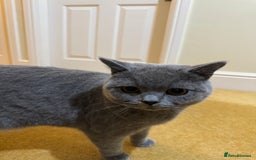 British Shorthair cats for sale: British short hair for sale  - Image 3