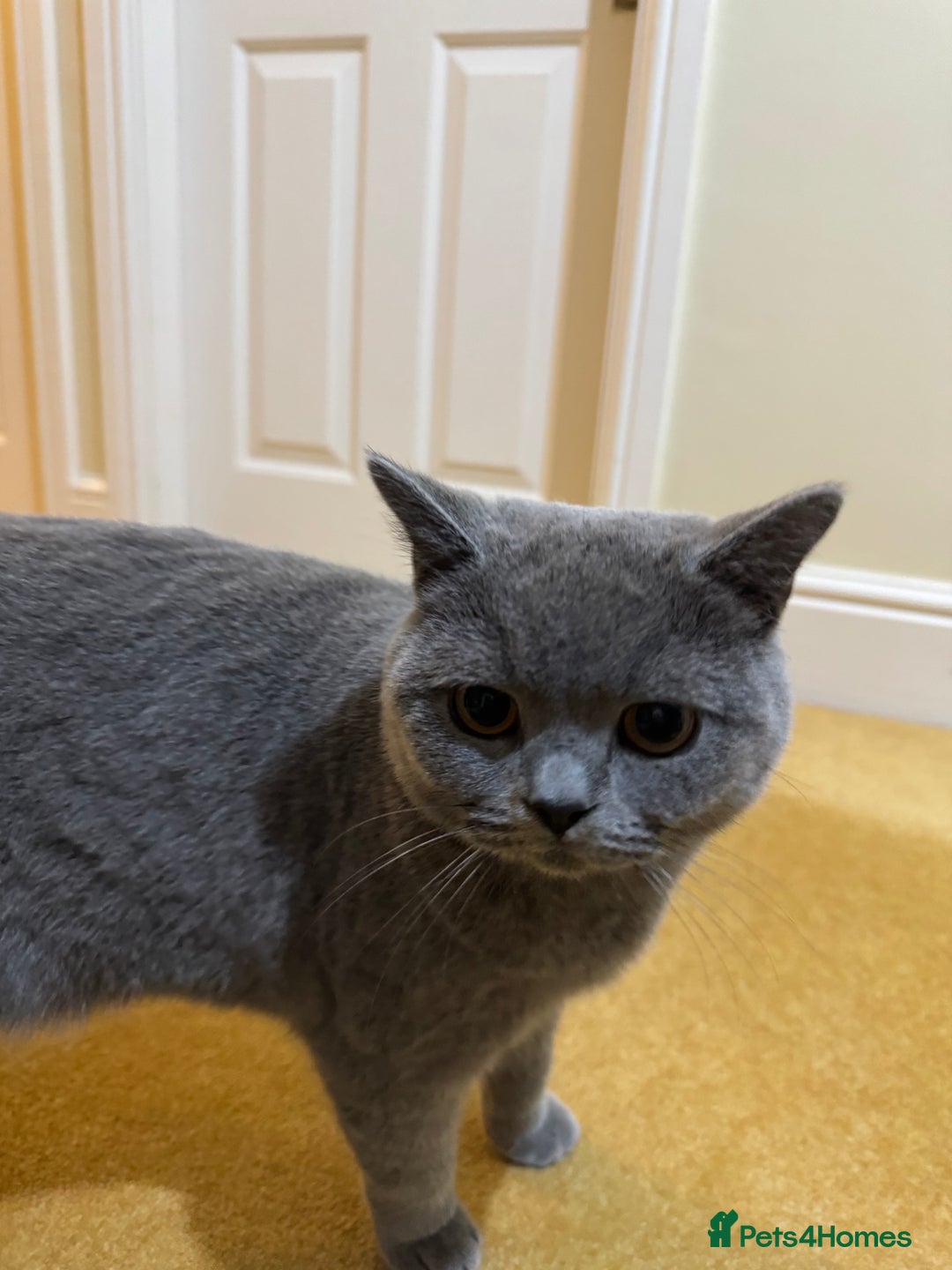British Shorthair cats for sale: British short hair for sale  - Image 3