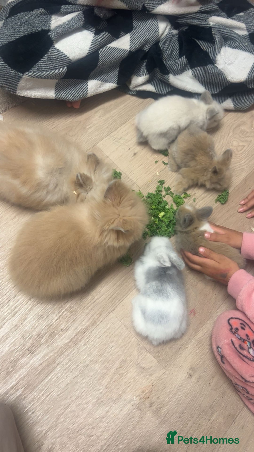 Lionhead rabbits for sale: Double maned lion heads  - Advert 8