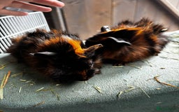 Guinea Pig rodents for sale: Guinea pigs - Image 13