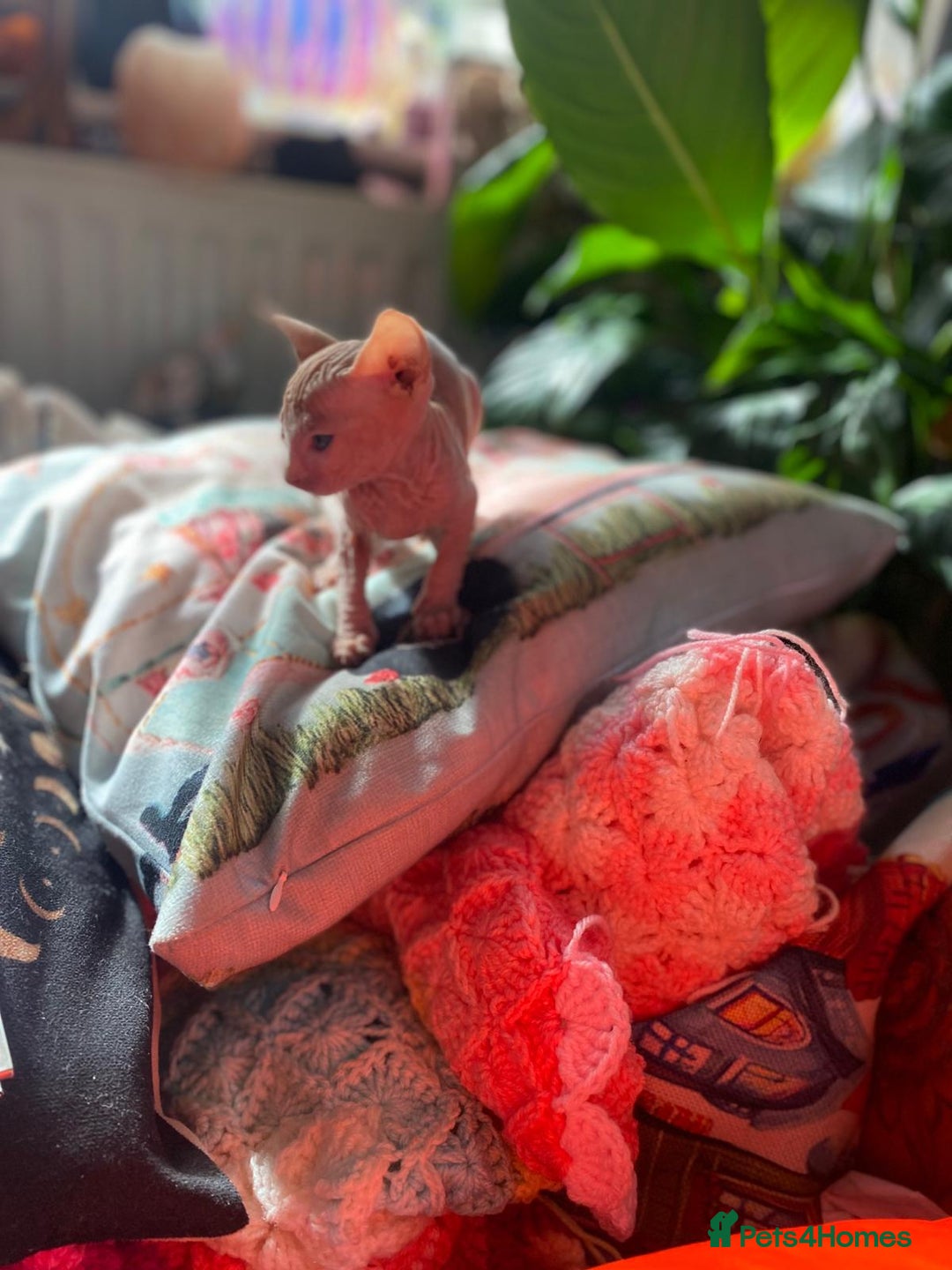 Sphynx cats for sale: Sphynx kittens full of love to give - Image 10