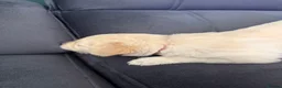 Golden Retriever dogs for sale: Golden Retriever puppies  in Derby - Advert 17