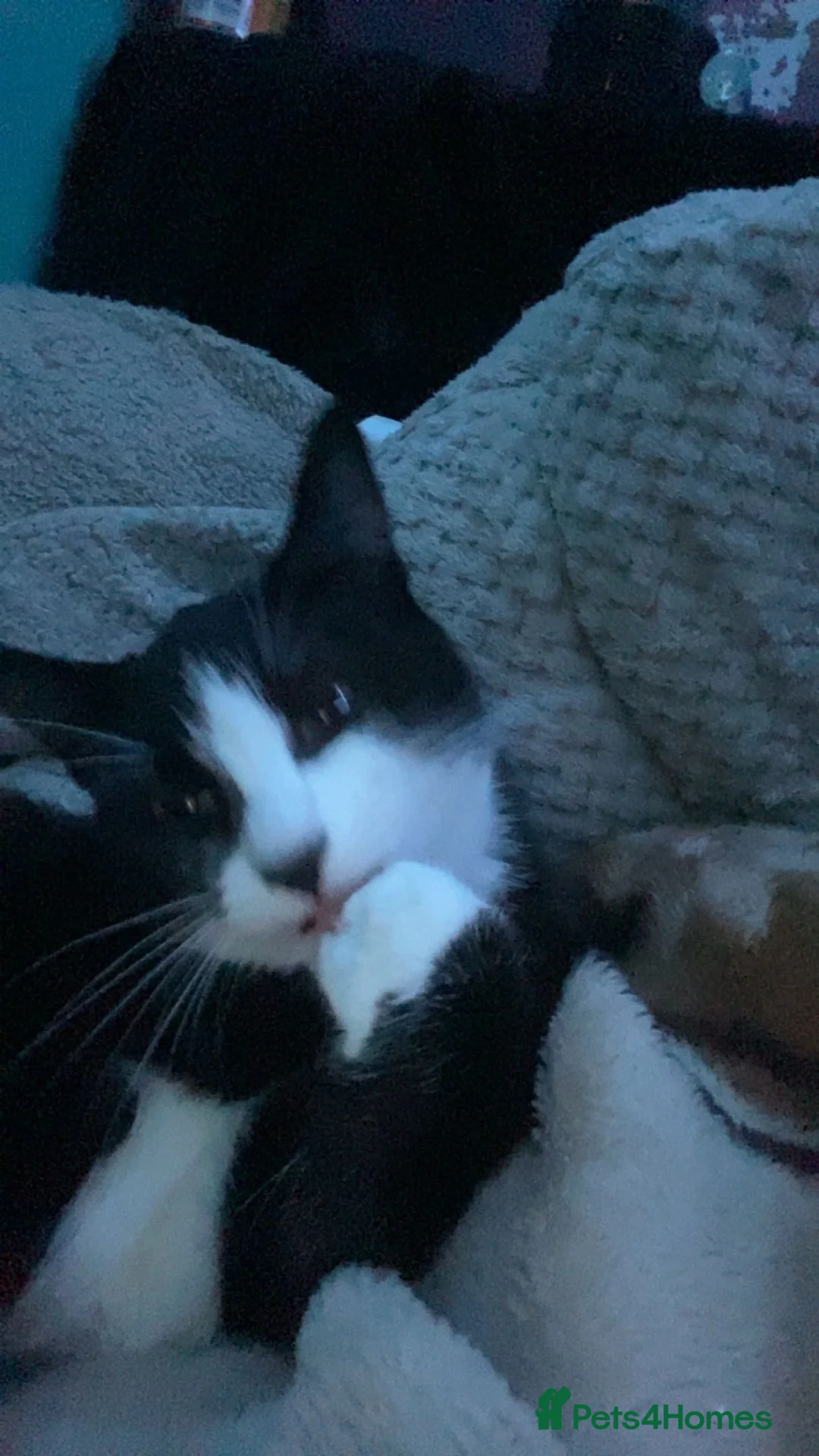 Domestic Shorthair cats for sale: male tuxedo cat - Advert 2