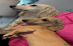 Miniature Dachshund dogs for sale: Miniature Shorthair 6 Month Old Bitch  - Image 2