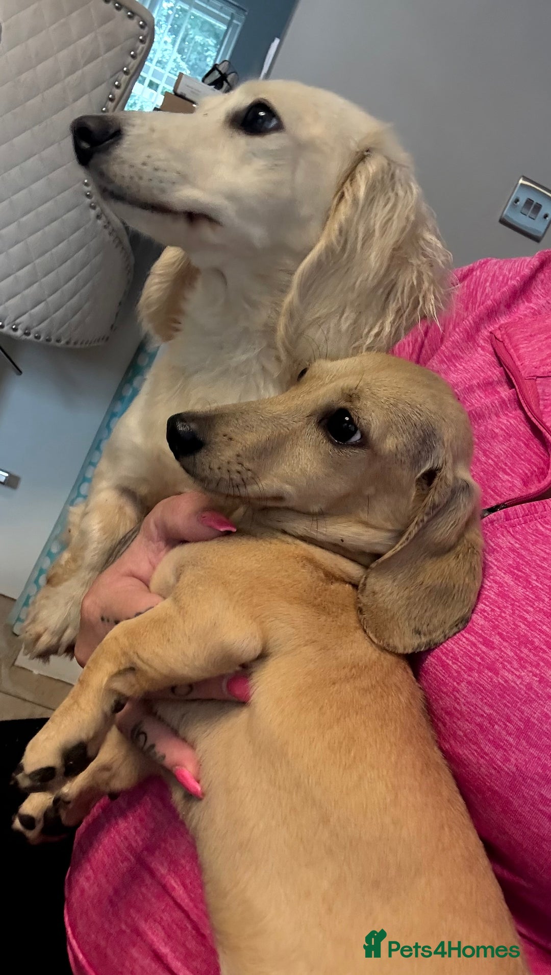Miniature Dachshund dogs for sale: Miniature Shorthair 6 Month Old Bitch  - Image 2