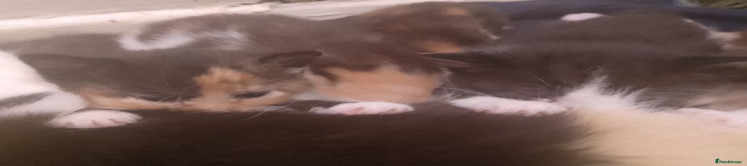 Mixed Breed Kitten 6