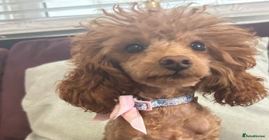 Toy Poodle dogs in Chichester - Advert 4
