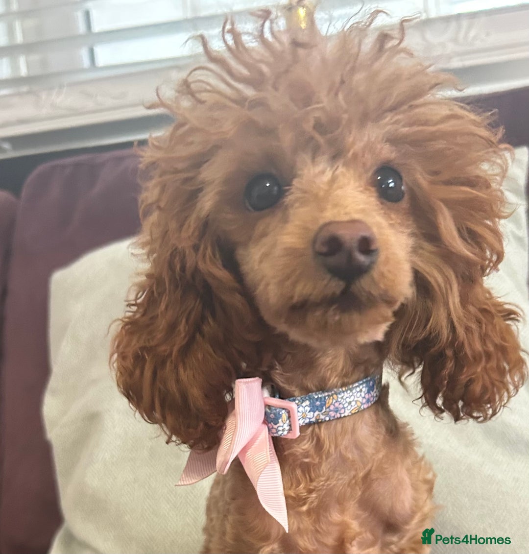 Toy Poodle dogs for sale: Teddi female 6’m old tiny Kc toy poodle  in Chichester - Image 3