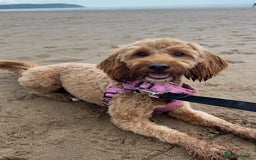 Cockapoo dogs for sale: Female cockapoo looking for her forever home - Image 2