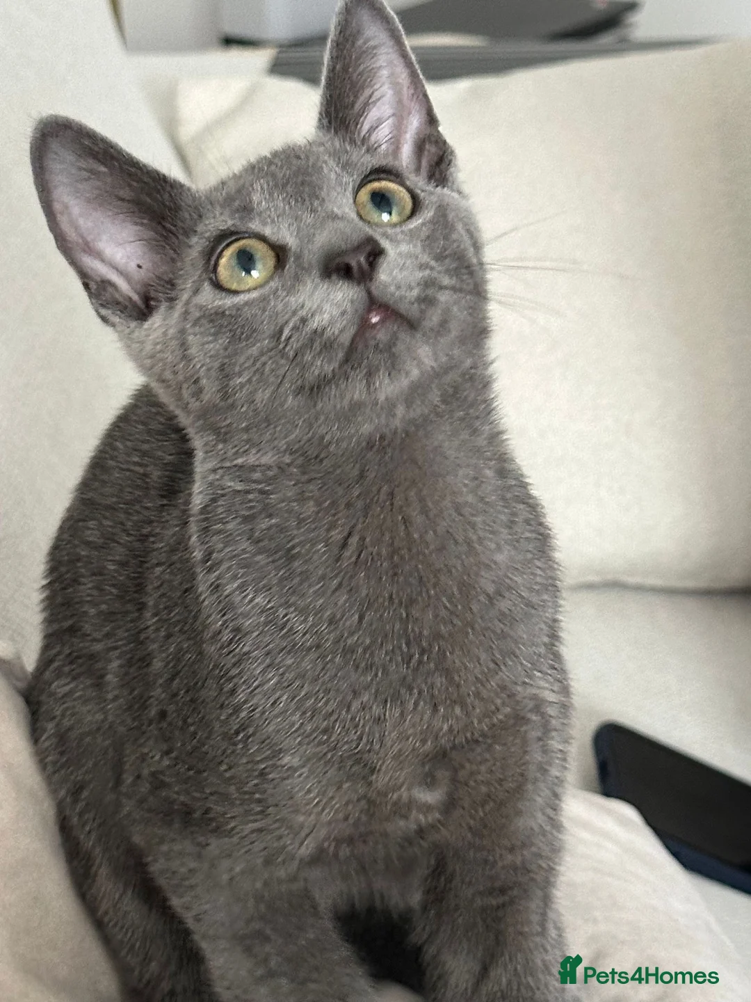 Russian Blue cats for sale: Russian blue house trained cat - Advert 2