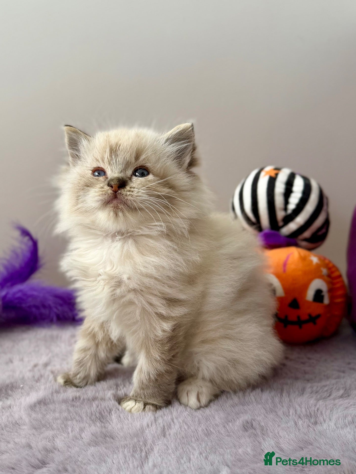 Ragdoll cats TICA registered ragdoll kittens - Advert 1