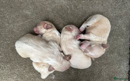 Maltipoo dogs for sale: Outstanding F1 Maltipoo Puppies - Image 27