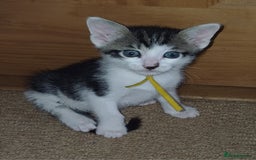 Mixed Breed cats for sale: Blue point siamese x domestic cat - Image 3