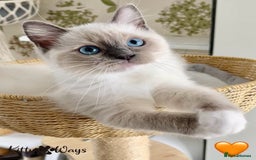Ragdoll cats for sale: 🐾🩷*TICA REG* EU RAGDOLL KITTENS🌟 DNA CLEAR 🩵🐾 - Image 5