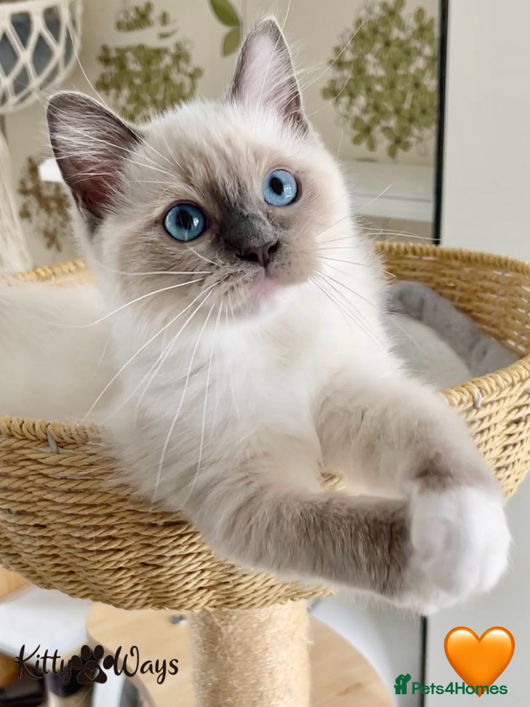 Ragdoll cats for sale: 🐾🩷*TICA REG* EU RAGDOLL KITTENS🌟 DNA CLEAR 🩵🐾 - Image 5