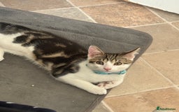 Domestic Shorthair cats for sale: 2 kittens available  - Image 1