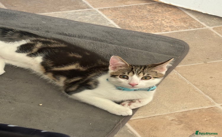 Domestic Shorthair cats - Advert 2