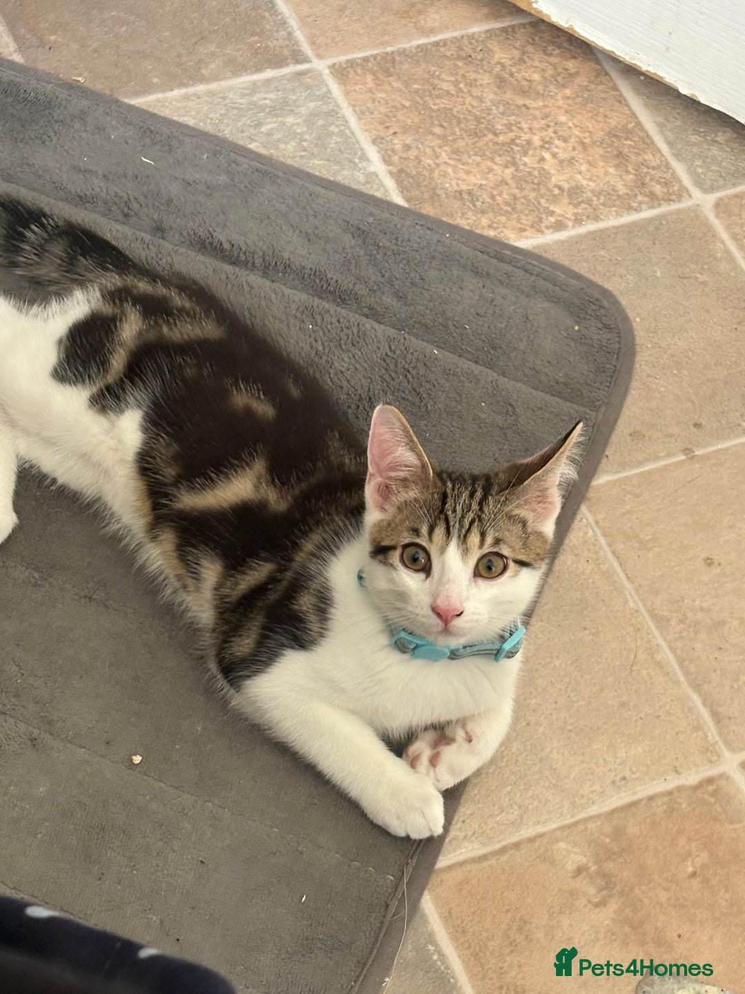 Domestic Shorthair cats for sale: 2 kittens available  - Image 1