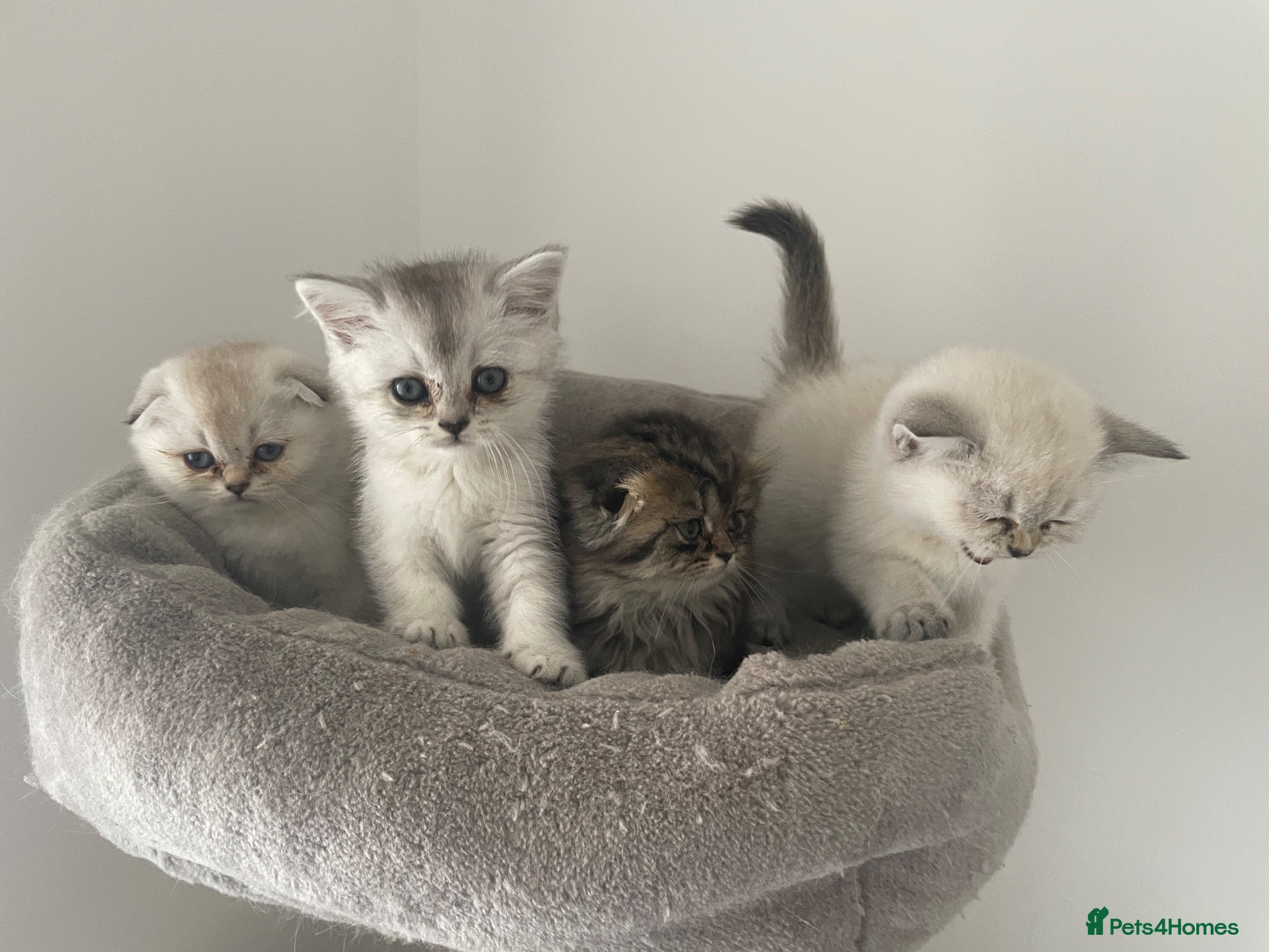Scottish Fold cats Adorable Scottish Fold Kittens for Sale  - Advert 2
