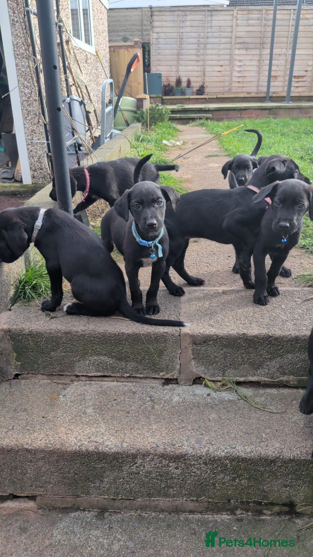 Mixed Breed dogs for sale: Beautiful puppies ready for forever homes - Advert 16