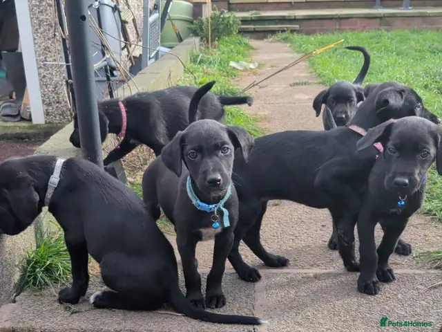 Mixed Breed dogs for sale: Beautiful puppies ready for forever homes - Advert 4