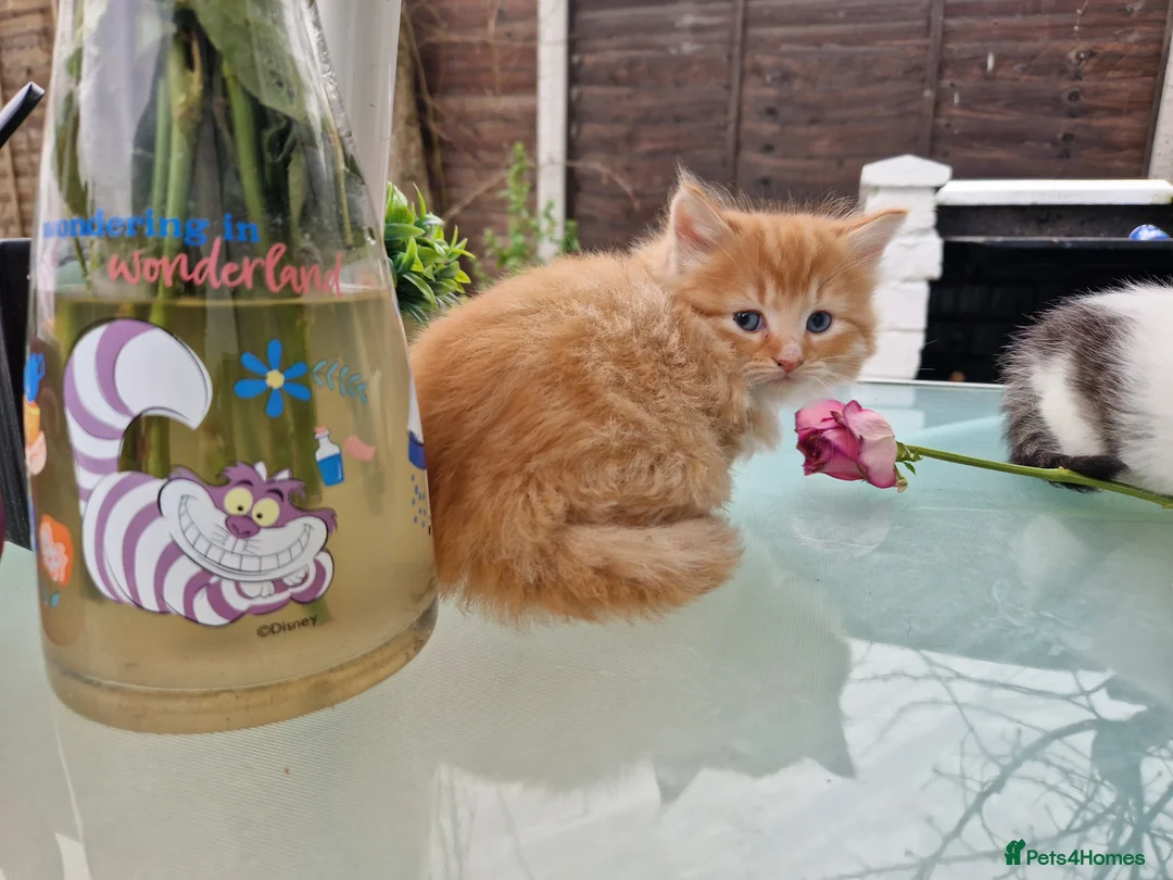 Maine Coon cats for sale: 🌼🌸BeAuTiFuL ☆😻♡ fluff¥ kiTt3n$🌻🌹  - Advert 13