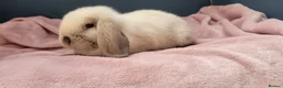 Mini Lop rabbits for sale: Incredibly friendly Mini Lop babies for sale in Towcester - Advert 8