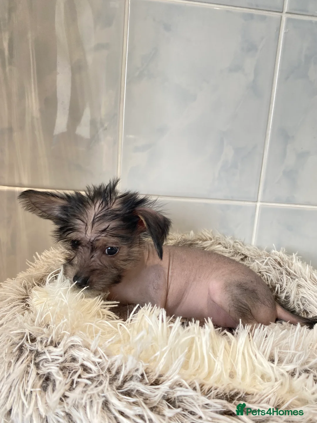 Chinese Crested dogs for sale: 💙💖Stunning Chinese crested ready now💖💙 - Advert 2