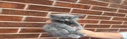 Ragdoll cats for sale: Ragdoll Kittens  - Advert 30