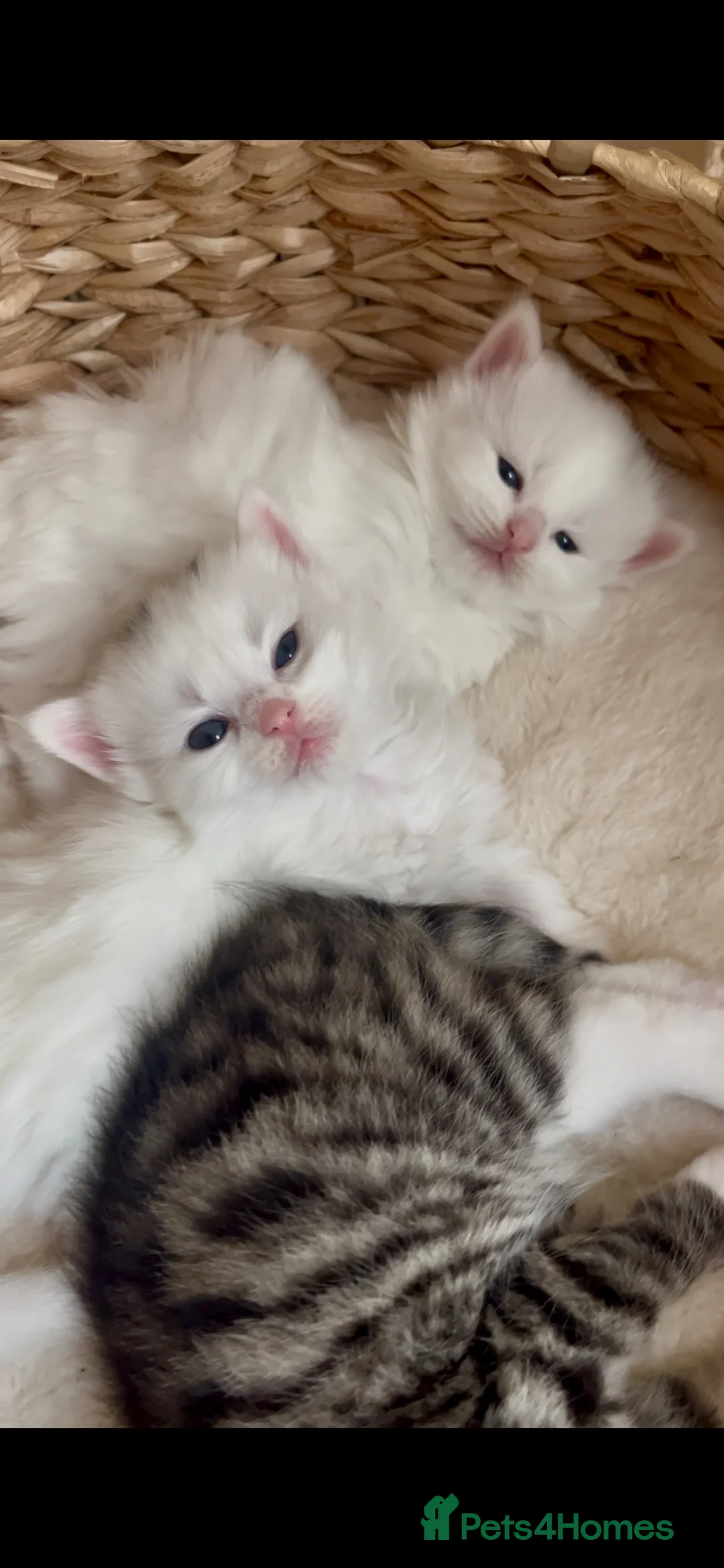 Siberian cats for sale: Four fluffy kittens - Advert 2