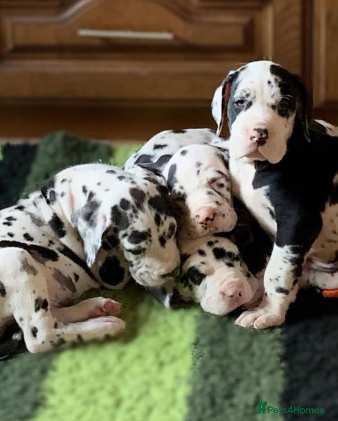 Great Dane dogs for sale: Beautiful Great Dane puppies for sale  - Image 6