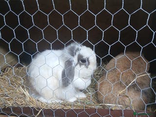 Mini Lop rabbits Mini lops - Advert 8