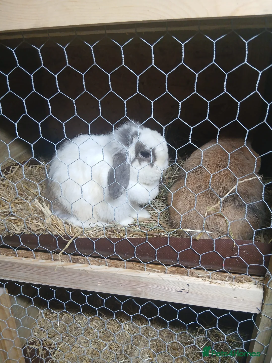 Mini Lop rabbits for sale: Mini lops  - Advert 1
