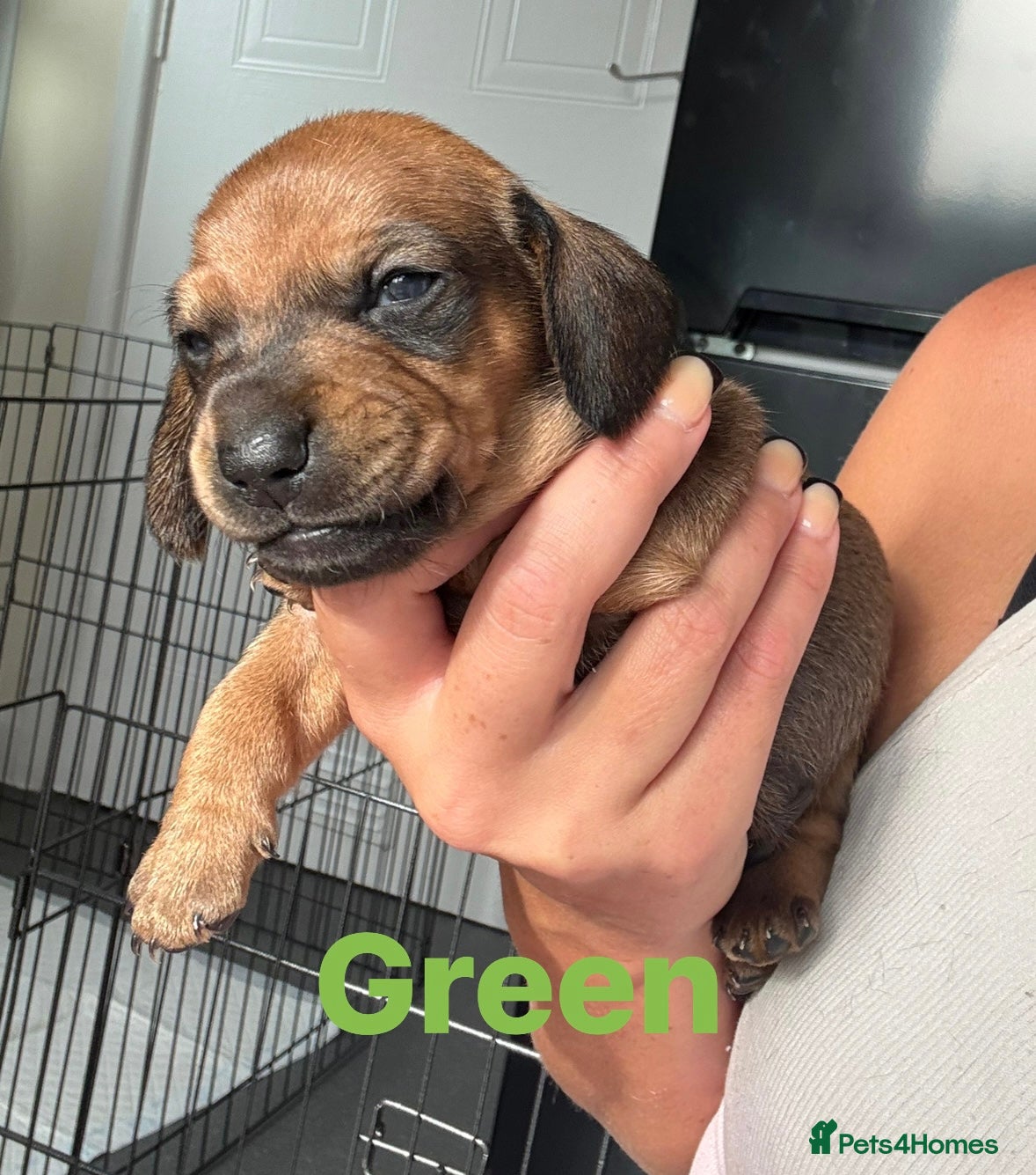 Miniature Dachshund dogs for sale: Beautiful miniature Dachshund Puppies in Bolton - Advert 4
