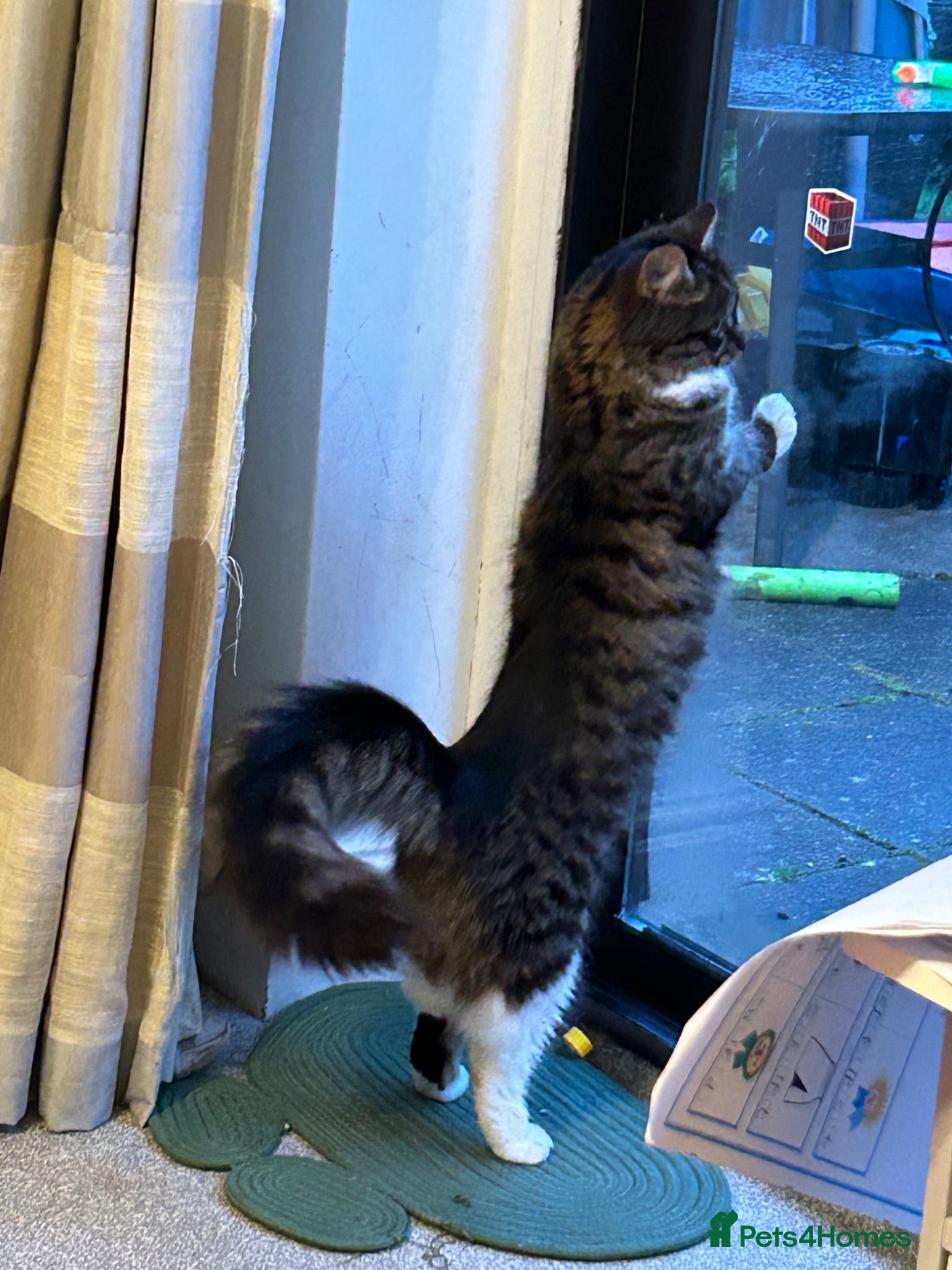 Mixed Breed cats 🐾💖 Meet Pufy Our Beautiful Little Princess 💖🐾  - Advert 1