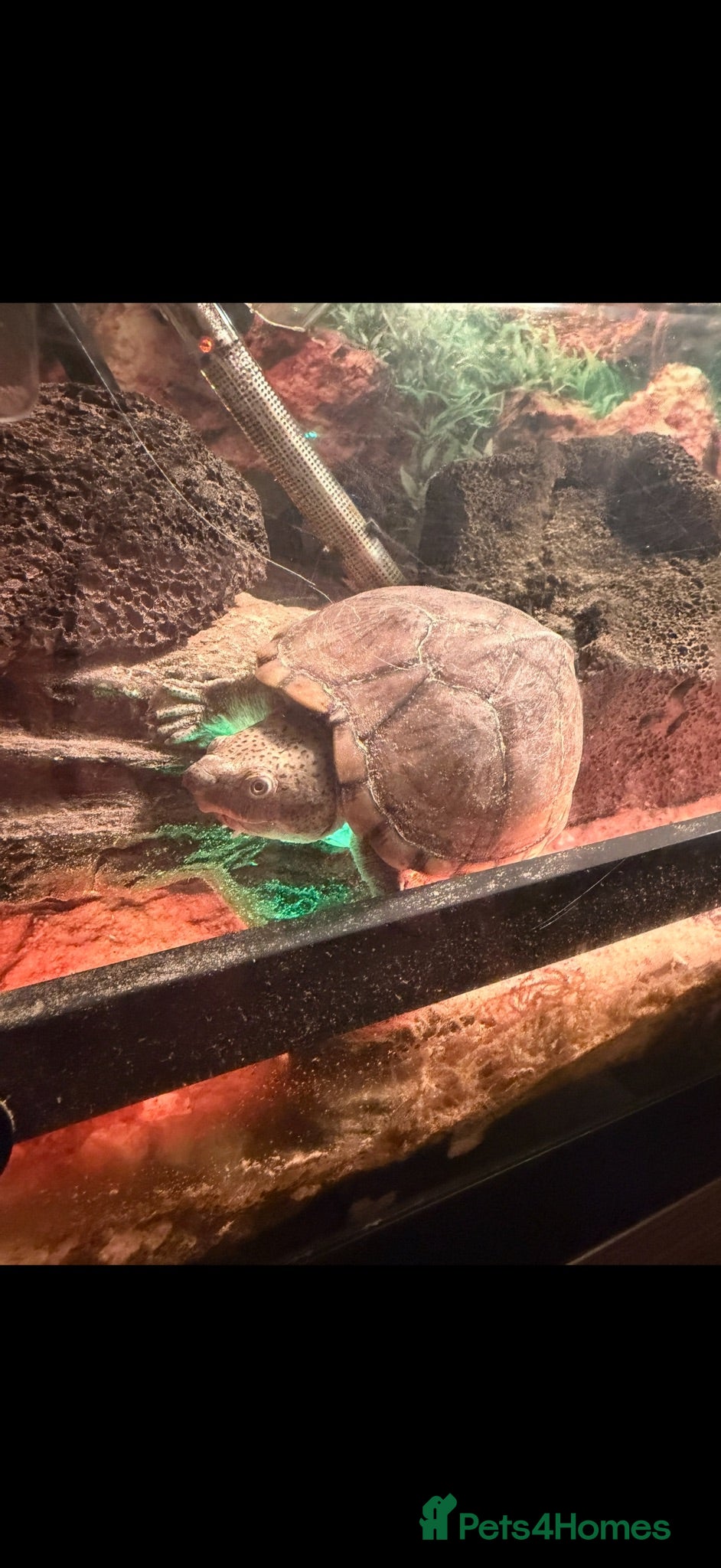 Turtle reptiles Two musk turtles  - Advert 1