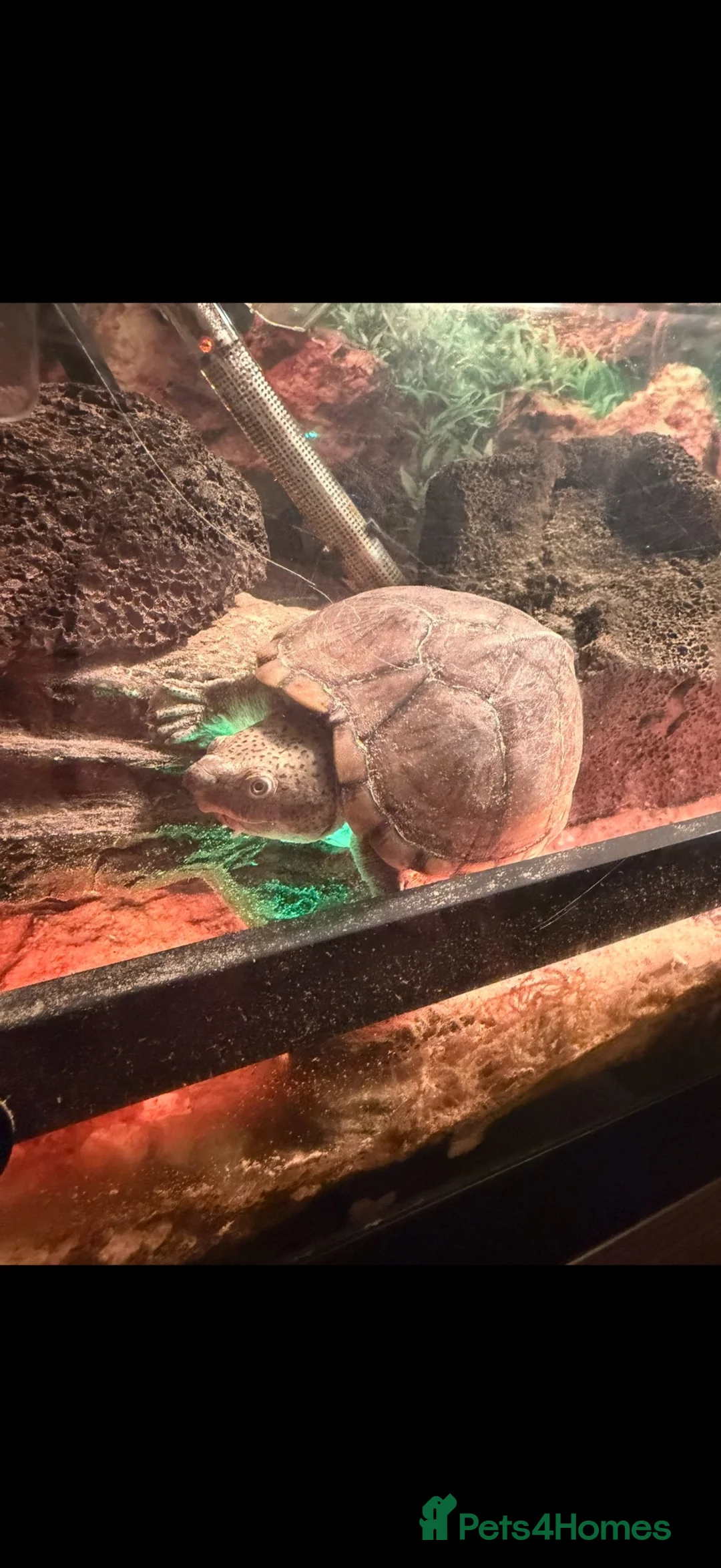 Turtle reptiles for sale: Two musk turtles  - Advert 1